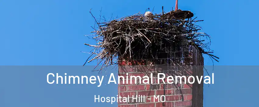 Chimney Animal Removal Hospital Hill - MO