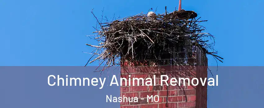 Chimney Animal Removal Nashua - MO