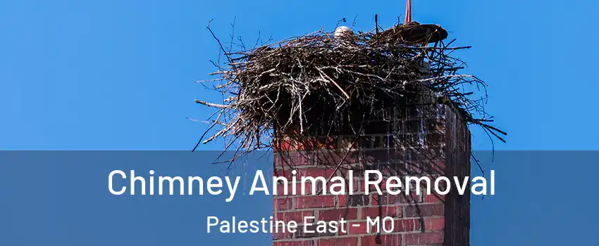 Chimney Animal Removal Palestine East - MO