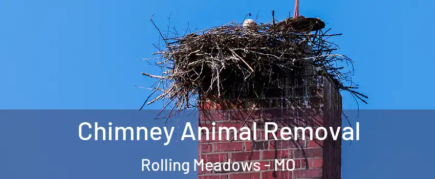 Chimney Animal Removal Rolling Meadows - MO