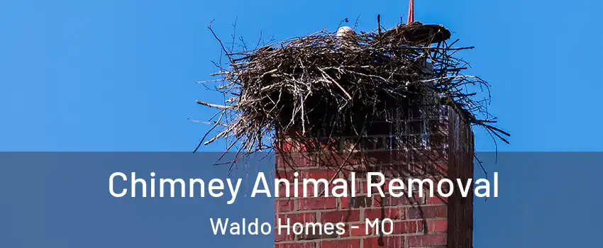 Chimney Animal Removal Waldo Homes - MO